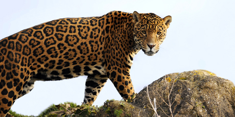 Privado de libertad hombre por presunta caza de un jaguar en Monagas