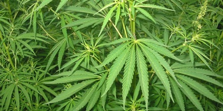 Condenados a 25 años de prisión tres hombres por tráfico  de 16 panelas de marihuana en Miranda